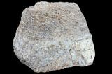 Polished Dinosaur Bone (Gembone) Section - Colorado #86819-2
